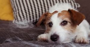 Tips To Keep Your Furniture Clean With Pets